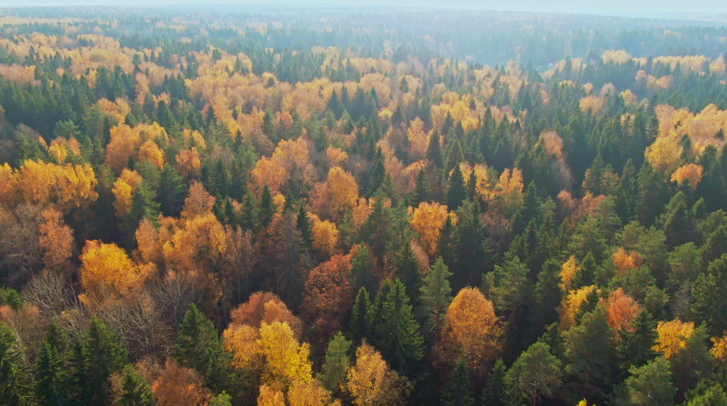 An aerial view of a forested area. Green pine trees fill the space with red, orange, and yellow trees dotting in between them.
